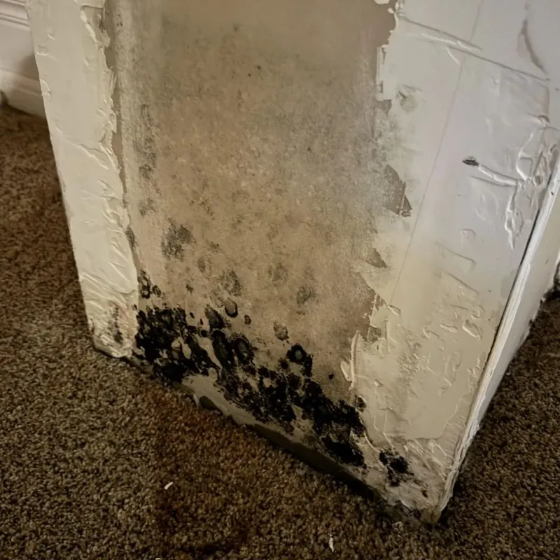 Professional Mold Removal in Pittsfield, MA